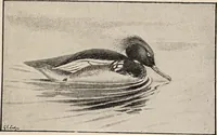 An illustration from British birds / by W.H. Hudson, C.M.Z.S ; with a chapter on structure and classification by Frank E. Beddard, F.R.S. With 8 coloured plates from original drawings by A. Thorburn and 8 plates and 100 figures in black and white from original drawings by G.E. Lodge and 3 illustrations from photographs from nature by R.B. Lodge. New impression. (1921)