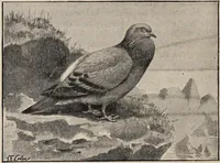 Picture 86 of 123 from British birds / by W.H. Hudson, C.M.Z.S ; with a chapter on structure and classification by Frank E. Beddard, F.R.S. With 8 coloured plates from original drawings by A. Thorburn and 8 plates and 100 figures in black and white from original drawings by G.E. Lodge and 3 illustrations from photographs from nature by R.B. Lodge. New impression. (1921), leaf 306