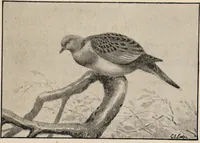 Picture 87 of 123 from British birds / by W.H. Hudson, C.M.Z.S ; with a chapter on structure and classification by Frank E. Beddard, F.R.S. With 8 coloured plates from original drawings by A. Thorburn and 8 plates and 100 figures in black and white from original drawings by G.E. Lodge and 3 illustrations from photographs from nature by R.B. Lodge. New impression. (1921), leaf 307