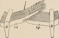 Picture 4 of 123 from British birds / by W.H. Hudson, C.M.Z.S ; with a chapter on structure and classification by Frank E. Beddard, F.R.S. With 8 coloured plates from original drawings by A. Thorburn and 8 plates and 100 figures in black and white from original drawings by G.E. Lodge and 3 illustrations from photographs from nature by R.B. Lodge. New impression. (1921), leaf 31