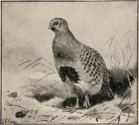 An illustration from British birds / by W.H. Hudson, C.M.Z.S ; with a chapter on structure and classification by Frank E. Beddard, F.R.S. With 8 coloured plates from original drawings by A. Thorburn and 8 plates and 100 figures in black and white from original drawings by G.E. Lodge and 3 illustrations from photographs from nature by R.B. Lodge. New impression. (1921)
