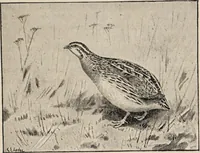 Picture 91 of 123 from British birds / by W.H. Hudson, C.M.Z.S ; with a chapter on structure and classification by Frank E. Beddard, F.R.S. With 8 coloured plates from original drawings by A. Thorburn and 8 plates and 100 figures in black and white from original drawings by G.E. Lodge and 3 illustrations from photographs from nature by R.B. Lodge. New impression. (1921), leaf 315
