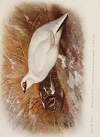 Picture 92 of 123 from British birds / by W.H. Hudson, C.M.Z.S ; with a chapter on structure and classification by Frank E. Beddard, F.R.S. With 8 coloured plates from original drawings by A. Thorburn and 8 plates and 100 figures in black and white from original drawings by G.E. Lodge and 3 illustrations from photographs from nature by R.B. Lodge. New impression. (1921), leaf 317