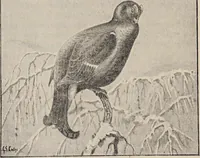 An illustration from British birds / by W.H. Hudson, C.M.Z.S ; with a chapter on structure and classification by Frank E. Beddard, F.R.S. With 8 coloured plates from original drawings by A. Thorburn and 8 plates and 100 figures in black and white from original drawings by G.E. Lodge and 3 illustrations from photographs from nature by R.B. Lodge. New impression. (1921)