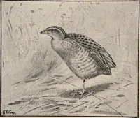 Picture 95 of 123 from British birds / by W.H. Hudson, C.M.Z.S ; with a chapter on structure and classification by Frank E. Beddard, F.R.S. With 8 coloured plates from original drawings by A. Thorburn and 8 plates and 100 figures in black and white from original drawings by G.E. Lodge and 3 illustrations from photographs from nature by R.B. Lodge. New impression. (1921), leaf 326