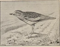 An illustration from British birds / by W.H. Hudson, C.M.Z.S ; with a chapter on structure and classification by Frank E. Beddard, F.R.S. With 8 coloured plates from original drawings by A. Thorburn and 8 plates and 100 figures in black and white from original drawings by G.E. Lodge and 3 illustrations from photographs from nature by R.B. Lodge. New impression. (1921)
