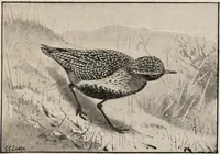 An illustration from British birds / by W.H. Hudson, C.M.Z.S ; with a chapter on structure and classification by Frank E. Beddard, F.R.S. With 8 coloured plates from original drawings by A. Thorburn and 8 plates and 100 figures in black and white from original drawings by G.E. Lodge and 3 illustrations from photographs from nature by R.B. Lodge. New impression. (1921)