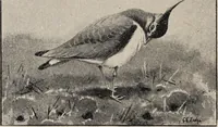 An illustration from British birds / by W.H. Hudson, C.M.Z.S ; with a chapter on structure and classification by Frank E. Beddard, F.R.S. With 8 coloured plates from original drawings by A. Thorburn and 8 plates and 100 figures in black and white from original drawings by G.E. Lodge and 3 illustrations from photographs from nature by R.B. Lodge. New impression. (1921)