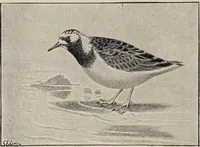 Picture 99 of 123 from British birds / by W.H. Hudson, C.M.Z.S ; with a chapter on structure and classification by Frank E. Beddard, F.R.S. With 8 coloured plates from original drawings by A. Thorburn and 8 plates and 100 figures in black and white from original drawings by G.E. Lodge and 3 illustrations from photographs from nature by R.B. Lodge. New impression. (1921), leaf 342