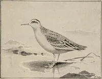 An illustration from British birds / by W.H. Hudson, C.M.Z.S ; with a chapter on structure and classification by Frank E. Beddard, F.R.S. With 8 coloured plates from original drawings by A. Thorburn and 8 plates and 100 figures in black and white from original drawings by G.E. Lodge and 3 illustrations from photographs from nature by R.B. Lodge. New impression. (1921)