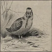 An illustration from British birds / by W.H. Hudson, C.M.Z.S ; with a chapter on structure and classification by Frank E. Beddard, F.R.S. With 8 coloured plates from original drawings by A. Thorburn and 8 plates and 100 figures in black and white from original drawings by G.E. Lodge and 3 illustrations from photographs from nature by R.B. Lodge. New impression. (1921)