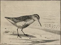 Picture 102 of 123 from British birds / by W.H. Hudson, C.M.Z.S ; with a chapter on structure and classification by Frank E. Beddard, F.R.S. With 8 coloured plates from original drawings by A. Thorburn and 8 plates and 100 figures in black and white from original drawings by G.E. Lodge and 3 illustrations from photographs from nature by R.B. Lodge. New impression. (1921), leaf 351