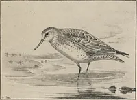 An illustration from British birds / by W.H. Hudson, C.M.Z.S ; with a chapter on structure and classification by Frank E. Beddard, F.R.S. With 8 coloured plates from original drawings by A. Thorburn and 8 plates and 100 figures in black and white from original drawings by G.E. Lodge and 3 illustrations from photographs from nature by R.B. Lodge. New impression. (1921)