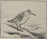 An illustration from British birds / by W.H. Hudson, C.M.Z.S ; with a chapter on structure and classification by Frank E. Beddard, F.R.S. With 8 coloured plates from original drawings by A. Thorburn and 8 plates and 100 figures in black and white from original drawings by G.E. Lodge and 3 illustrations from photographs from nature by R.B. Lodge. New impression. (1921)