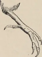 Picture 6 of 123 from British birds / by W.H. Hudson, C.M.Z.S ; with a chapter on structure and classification by Frank E. Beddard, F.R.S. With 8 coloured plates from original drawings by A. Thorburn and 8 plates and 100 figures in black and white from original drawings by G.E. Lodge and 3 illustrations from photographs from nature by R.B. Lodge. New impression. (1921), leaf 36