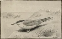 Picture 108 of 123 from British birds / by W.H. Hudson, C.M.Z.S ; with a chapter on structure and classification by Frank E. Beddard, F.R.S. With 8 coloured plates from original drawings by A. Thorburn and 8 plates and 100 figures in black and white from original drawings by G.E. Lodge and 3 illustrations from photographs from nature by R.B. Lodge. New impression. (1921), leaf 371
