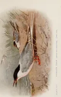 Picture 109 of 123 from British birds / by W.H. Hudson, C.M.Z.S ; with a chapter on structure and classification by Frank E. Beddard, F.R.S. With 8 coloured plates from original drawings by A. Thorburn and 8 plates and 100 figures in black and white from original drawings by G.E. Lodge and 3 illustrations from photographs from nature by R.B. Lodge. New impression. (1921), leaf 373