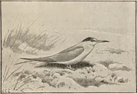 An illustration from British birds / by W.H. Hudson, C.M.Z.S ; with a chapter on structure and classification by Frank E. Beddard, F.R.S. With 8 coloured plates from original drawings by A. Thorburn and 8 plates and 100 figures in black and white from original drawings by G.E. Lodge and 3 illustrations from photographs from nature by R.B. Lodge. New impression. (1921)