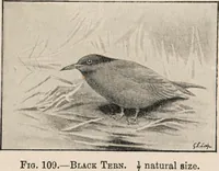 Picture 111 of 123 from British birds / by W.H. Hudson, C.M.Z.S ; with a chapter on structure and classification by Frank E. Beddard, F.R.S. With 8 coloured plates from original drawings by A. Thorburn and 8 plates and 100 figures in black and white from original drawings by G.E. Lodge and 3 illustrations from photographs from nature by R.B. Lodge. New impression. (1921), leaf 377