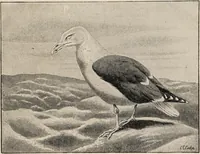 An illustration from British birds / by W.H. Hudson, C.M.Z.S ; with a chapter on structure and classification by Frank E. Beddard, F.R.S. With 8 coloured plates from original drawings by A. Thorburn and 8 plates and 100 figures in black and white from original drawings by G.E. Lodge and 3 illustrations from photographs from nature by R.B. Lodge. New impression. (1921)