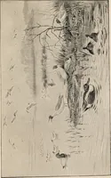 An illustration from British birds / by W.H. Hudson, C.M.Z.S ; with a chapter on structure and classification by Frank E. Beddard, F.R.S. With 8 coloured plates from original drawings by A. Thorburn and 8 plates and 100 figures in black and white from original drawings by G.E. Lodge and 3 illustrations from photographs from nature by R.B. Lodge. New impression. (1921)