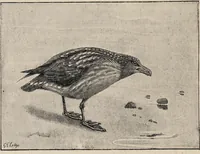 An illustration from British birds / by W.H. Hudson, C.M.Z.S ; with a chapter on structure and classification by Frank E. Beddard, F.R.S. With 8 coloured plates from original drawings by A. Thorburn and 8 plates and 100 figures in black and white from original drawings by G.E. Lodge and 3 illustrations from photographs from nature by R.B. Lodge. New impression. (1921)