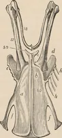 An illustration from British birds / by W.H. Hudson, C.M.Z.S ; with a chapter on structure and classification by Frank E. Beddard, F.R.S. With 8 coloured plates from original drawings by A. Thorburn and 8 plates and 100 figures in black and white from original drawings by G.E. Lodge and 3 illustrations from photographs from nature by R.B. Lodge. New impression. (1921)
