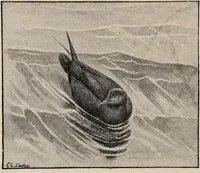 Picture 115 of 123 from British birds / by W.H. Hudson, C.M.Z.S ; with a chapter on structure and classification by Frank E. Beddard, F.R.S. With 8 coloured plates from original drawings by A. Thorburn and 8 plates and 100 figures in black and white from original drawings by G.E. Lodge and 3 illustrations from photographs from nature by R.B. Lodge. New impression. (1921), leaf 390