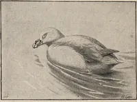 An illustration from British birds / by W.H. Hudson, C.M.Z.S ; with a chapter on structure and classification by Frank E. Beddard, F.R.S. With 8 coloured plates from original drawings by A. Thorburn and 8 plates and 100 figures in black and white from original drawings by G.E. Lodge and 3 illustrations from photographs from nature by R.B. Lodge. New impression. (1921)