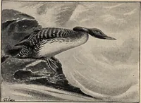 Picture 118 of 123 from British birds / by W.H. Hudson, C.M.Z.S ; with a chapter on structure and classification by Frank E. Beddard, F.R.S. With 8 coloured plates from original drawings by A. Thorburn and 8 plates and 100 figures in black and white from original drawings by G.E. Lodge and 3 illustrations from photographs from nature by R.B. Lodge. New impression. (1921), leaf 396