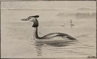 Picture 119 of 123 from British birds / by W.H. Hudson, C.M.Z.S ; with a chapter on structure and classification by Frank E. Beddard, F.R.S. With 8 coloured plates from original drawings by A. Thorburn and 8 plates and 100 figures in black and white from original drawings by G.E. Lodge and 3 illustrations from photographs from nature by R.B. Lodge. New impression. (1921), leaf 398