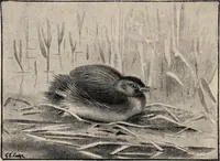 Picture 120 of 123 from British birds / by W.H. Hudson, C.M.Z.S ; with a chapter on structure and classification by Frank E. Beddard, F.R.S. With 8 coloured plates from original drawings by A. Thorburn and 8 plates and 100 figures in black and white from original drawings by G.E. Lodge and 3 illustrations from photographs from nature by R.B. Lodge. New impression. (1921), leaf 400