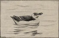 An illustration from British birds / by W.H. Hudson, C.M.Z.S ; with a chapter on structure and classification by Frank E. Beddard, F.R.S. With 8 coloured plates from original drawings by A. Thorburn and 8 plates and 100 figures in black and white from original drawings by G.E. Lodge and 3 illustrations from photographs from nature by R.B. Lodge. New impression. (1921)