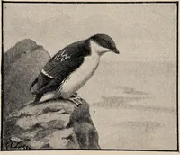 Picture 122 of 123 from British birds / by W.H. Hudson, C.M.Z.S ; with a chapter on structure and classification by Frank E. Beddard, F.R.S. With 8 coloured plates from original drawings by A. Thorburn and 8 plates and 100 figures in black and white from original drawings by G.E. Lodge and 3 illustrations from photographs from nature by R.B. Lodge. New impression. (1921), leaf 406