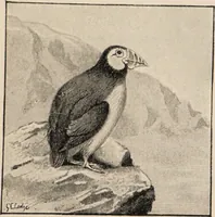 An illustration from British birds / by W.H. Hudson, C.M.Z.S ; with a chapter on structure and classification by Frank E. Beddard, F.R.S. With 8 coloured plates from original drawings by A. Thorburn and 8 plates and 100 figures in black and white from original drawings by G.E. Lodge and 3 illustrations from photographs from nature by R.B. Lodge. New impression. (1921)