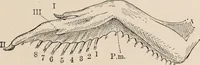An illustration from British birds / by W.H. Hudson, C.M.Z.S ; with a chapter on structure and classification by Frank E. Beddard, F.R.S. With 8 coloured plates from original drawings by A. Thorburn and 8 plates and 100 figures in black and white from original drawings by G.E. Lodge and 3 illustrations from photographs from nature by R.B. Lodge. New impression. (1921)