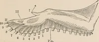 Picture 10 of 123 from British birds / by W.H. Hudson, C.M.Z.S ; with a chapter on structure and classification by Frank E. Beddard, F.R.S. With 8 coloured plates from original drawings by A. Thorburn and 8 plates and 100 figures in black and white from original drawings by G.E. Lodge and 3 illustrations from photographs from nature by R.B. Lodge. New impression. (1921), leaf 43