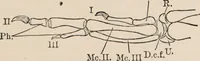 An illustration from British birds / by W.H. Hudson, C.M.Z.S ; with a chapter on structure and classification by Frank E. Beddard, F.R.S. With 8 coloured plates from original drawings by A. Thorburn and 8 plates and 100 figures in black and white from original drawings by G.E. Lodge and 3 illustrations from photographs from nature by R.B. Lodge. New impression. (1921)