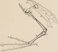Picture 12 of 123 from British birds / by W.H. Hudson, C.M.Z.S ; with a chapter on structure and classification by Frank E. Beddard, F.R.S. With 8 coloured plates from original drawings by A. Thorburn and 8 plates and 100 figures in black and white from original drawings by G.E. Lodge and 3 illustrations from photographs from nature by R.B. Lodge. New impression. (1921), leaf 45