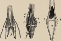 Picture 14 of 123 from British birds / by W.H. Hudson, C.M.Z.S ; with a chapter on structure and classification by Frank E. Beddard, F.R.S. With 8 coloured plates from original drawings by A. Thorburn and 8 plates and 100 figures in black and white from original drawings by G.E. Lodge and 3 illustrations from photographs from nature by R.B. Lodge. New impression. (1921), leaf 52