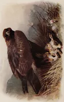 Picture 1 of 123 from British birds / by W.H. Hudson, C.M.Z.S ; with a chapter on structure and classification by Frank E. Beddard, F.R.S. With 8 coloured plates from original drawings by A. Thorburn and 8 plates and 100 figures in black and white from original drawings by G.E. Lodge and 3 illustrations from photographs from nature by R.B. Lodge. New impression. (1921), leaf 6