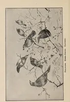 Picture 15 of 123 from British birds / by W.H. Hudson, C.M.Z.S ; with a chapter on structure and classification by Frank E. Beddard, F.R.S. With 8 coloured plates from original drawings by A. Thorburn and 8 plates and 100 figures in black and white from original drawings by G.E. Lodge and 3 illustrations from photographs from nature by R.B. Lodge. New impression. (1921), leaf 66