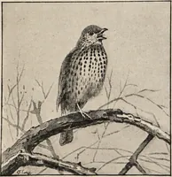 Picture 16 of 123 from British birds / by W.H. Hudson, C.M.Z.S ; with a chapter on structure and classification by Frank E. Beddard, F.R.S. With 8 coloured plates from original drawings by A. Thorburn and 8 plates and 100 figures in black and white from original drawings by G.E. Lodge and 3 illustrations from photographs from nature by R.B. Lodge. New impression. (1921), leaf 69