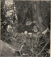 Picture 18 of 123 from British birds / by W.H. Hudson, C.M.Z.S ; with a chapter on structure and classification by Frank E. Beddard, F.R.S. With 8 coloured plates from original drawings by A. Thorburn and 8 plates and 100 figures in black and white from original drawings by G.E. Lodge and 3 illustrations from photographs from nature by R.B. Lodge. New impression. (1921), leaf 76