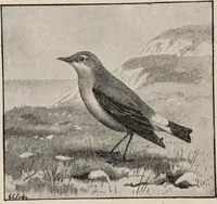 Picture 20 of 123 from British birds / by W.H. Hudson, C.M.Z.S ; with a chapter on structure and classification by Frank E. Beddard, F.R.S. With 8 coloured plates from original drawings by A. Thorburn and 8 plates and 100 figures in black and white from original drawings by G.E. Lodge and 3 illustrations from photographs from nature by R.B. Lodge. New impression. (1921), leaf 80