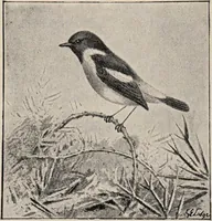 Picture 21 of 123 from British birds / by W.H. Hudson, C.M.Z.S ; with a chapter on structure and classification by Frank E. Beddard, F.R.S. With 8 coloured plates from original drawings by A. Thorburn and 8 plates and 100 figures in black and white from original drawings by G.E. Lodge and 3 illustrations from photographs from nature by R.B. Lodge. New impression. (1921), leaf 84