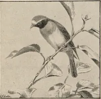An illustration from British birds / by W.H. Hudson, C.M.Z.S ; with a chapter on structure and classification by Frank E. Beddard, F.R.S. With 8 coloured plates from original drawings by A. Thorburn and 8 plates and 100 figures in black and white from original drawings by G.E. Lodge and 3 illustrations from photographs from nature by R.B. Lodge. New impression. (1921)