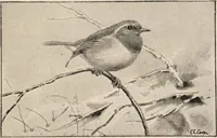 An illustration from British birds / by W.H. Hudson, C.M.Z.S ; with a chapter on structure and classification by Frank E. Beddard, F.R.S. With 8 coloured plates from original drawings by A. Thorburn and 8 plates and 100 figures in black and white from original drawings by G.E. Lodge and 3 illustrations from photographs from nature by R.B. Lodge. New impression. (1921)