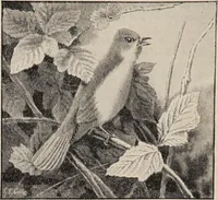 An illustration from British birds / by W.H. Hudson, C.M.Z.S ; with a chapter on structure and classification by Frank E. Beddard, F.R.S. With 8 coloured plates from original drawings by A. Thorburn and 8 plates and 100 figures in black and white from original drawings by G.E. Lodge and 3 illustrations from photographs from nature by R.B. Lodge. New impression. (1921)