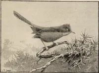 Picture 27 of 123 from British birds / by W.H. Hudson, C.M.Z.S ; with a chapter on structure and classification by Frank E. Beddard, F.R.S. With 8 coloured plates from original drawings by A. Thorburn and 8 plates and 100 figures in black and white from original drawings by G.E. Lodge and 3 illustrations from photographs from nature by R.B. Lodge. New impression. (1921), leaf 99